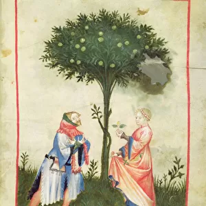 Nouv Acq Lat 1673 fol. 18 Harvesting Lemons, from Tacuinum Sanitatis, c
