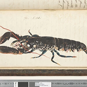 Page 488. The Lobster, 1810-17 (w / c & manuscript text)