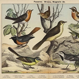 Passeres, Wrens, Wagtails (colour litho)
