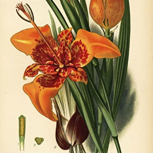 Peacock tiger flower, Tigridia pavonia. Chromolithograph from an illustration by Desire Bois from Edward Steps Favourite Flowers of Garden and Greenhouse, Frederick Warne, London, 1896