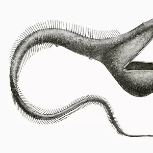 Pelican Eel