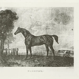 Phantom, foaled 1808 (b / w photo)