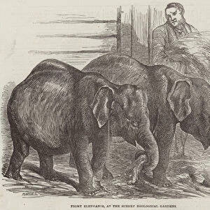 Pigmy Elephants, at the Surrey Zoological Gardens (engraving)