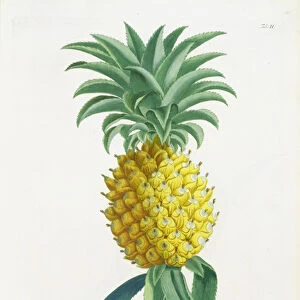 Pineapple engraved by Johann Jakob Haid (1704-67) (coloured engraving)