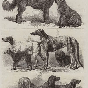 Prize Dogs at the Recent Show, Birmingham (engraving)
