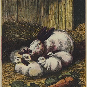 Rabbits (colour litho)