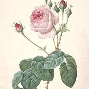 Rosa centifolia Bullata, Rosier a feuilles de Laitue, engraved by Francois Langlois