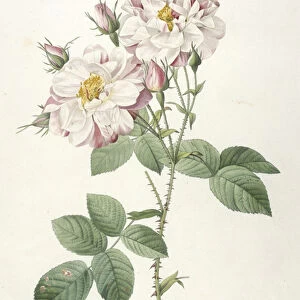 Rosa damascene variegata, Rosier d Yorck et de Lancastre, engraved by Bessin