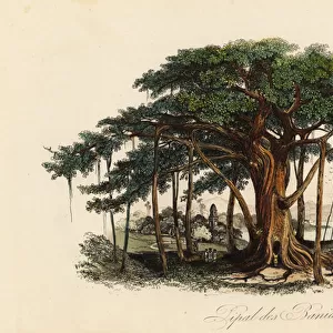 Sacred fig tree, Ficus religiosa, also known as the bodhi tree, banian tree, banyan tree, pippala tree, peepul tree, peepal tree or ashwattha tree