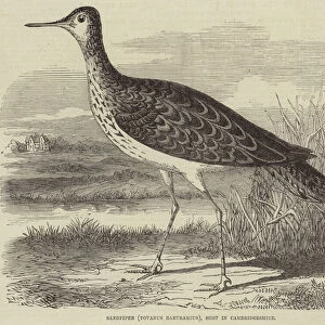 Sandpiper (Totanus Bartramius), shot in Cambridgeshire (engraving)