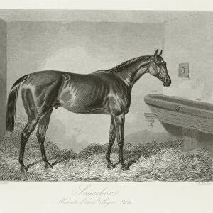 Saucebox, foaled 1852 (b / w photo)