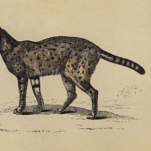 Serval (colour litho)