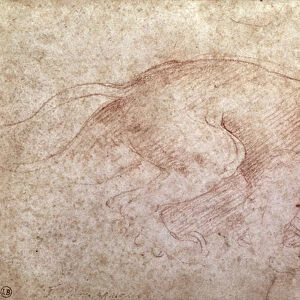Sketch of a roaring lion (red chalk on paper)