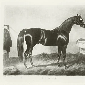 Slane, foaled 1833 (b / w photo)