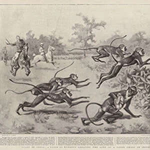 Sport in India, a Troop of Monkeys crossing the Line of a Paper Chase in India (litho)