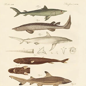 Strange kinds of sharks (coloured engraving)