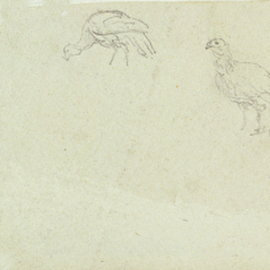 Studies of a Turkey (w / c & graphite on wove paper)