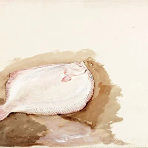 Study of a Flat Fish (bodycolour on paper)