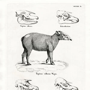 Tapir Skulls (coloured engraving)