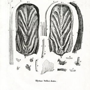 Teeth of Stellers Sea Cow (coloured engraving)