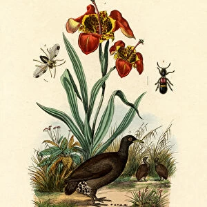Tiger Flower, 1833-39 (coloured engraving)