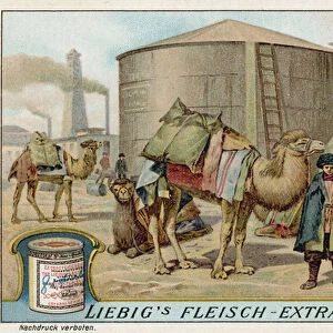 Transporting naptha by camel at Baku (chromolitho)