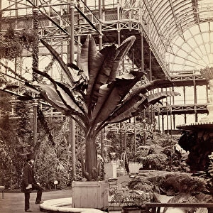 Tropical Plants in the Egyptian Room, Crystal Palace, Sydenham, 1854 (b / w photo)