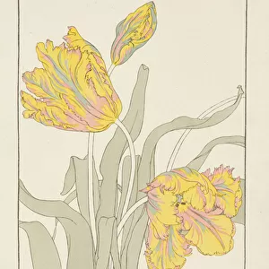 Tulip by J. Foord (fl. 1890) plate 16 from Decorative Flower Studies pub