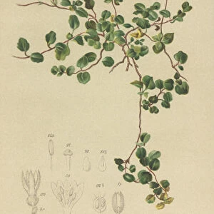 Twinflower (Linnaea borealis) (colour litho)