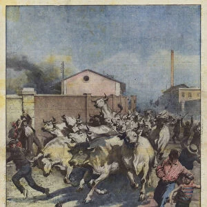 While they were being unloaded from the railway cars, in Naples, 24 oxen managed to escape... (colour litho)