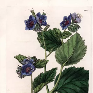 Viscous Phacelia - Plate engraved by S. Watts, from an illustration by Sarah Anne Drake (1803-1857), from the Botanical Register of Sydenham Edwards (1768-1819), England, 1835 - Sticky phacelia viscida (Clammy eutoca, Eutoca viscida) - Engraving by S