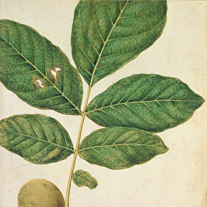 Walnut, c. 1568 (w / c on paper)