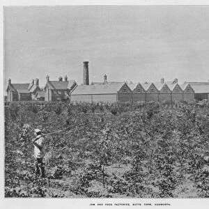 Whiteleys Farms: Jam and food factories, Butts Farm, Hanworth (b / w photo)