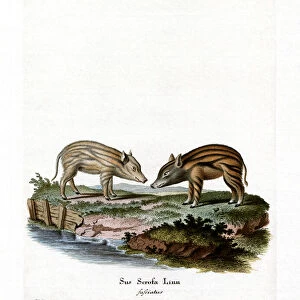 Wild Boar Piglets (coloured engraving)