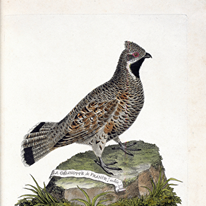 Zoological chart (ornithology): La gelinotte de France male