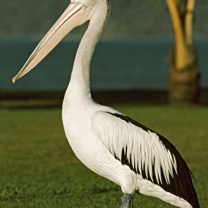 Australian Pelican standing, Pelecanus conspicillatus