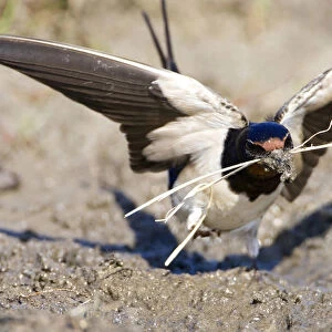 Barn Swallow gathering mud for its nest, Hirundo rustica