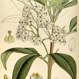 Botanical Print by Walter Hood Fitch 1817 aaa 1892, W