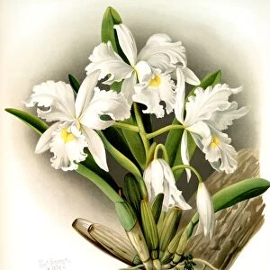 Cattleya rochellensis, Sander, F. (Frederick), 1847-1920, (Author), Storer, Charles