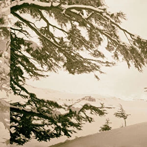 Cedars Lebanon snow 1946
