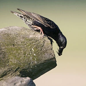 Common Starling perched at nest with food in beak, Sturnus vulgaris, Hungary