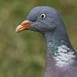 Common Wood Pigeon close-up, Columba palumbus, Italy