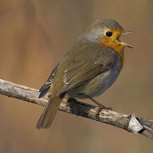 European Robin singing, Erithacus rubecula, Italy