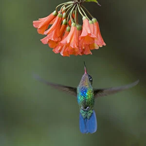 Fiery-throated Hummingbird foraging, Panterpe insignis