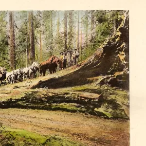 Horse-drawn carriages United States Forests California