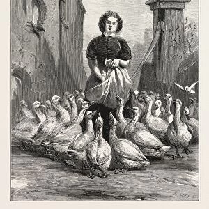Michaelmas Geese, the Last Meal, Engraving 1876