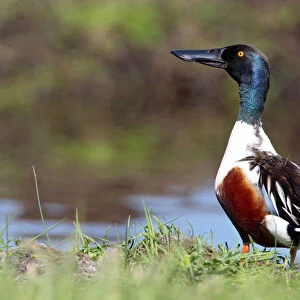 Northern Shoveler male standing by side of ditch Netherlands, Spatula clypeata