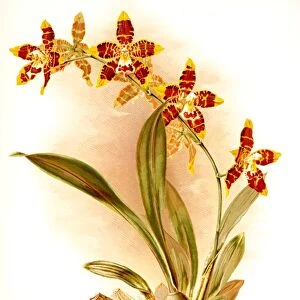 Odontoglossum triumphans, Sander, F. (Frederick), 1847-1920, (Author), Macfarlane, J