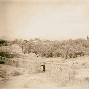 Palm plantation Jordan Valley 1898