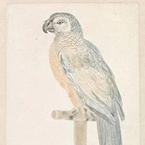 Parrot on stick, Anonymous, Johan Teyler, 1688 - 1698